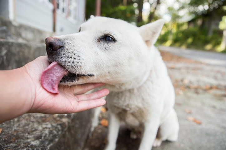A dog licking a human's hand