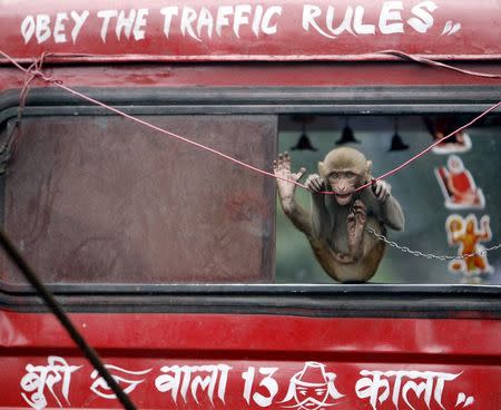 A pet monkey rides on a recovery truck in Kolkata in this July 28, 2009 file photo. REUTERS/Parth Sanyal/Files