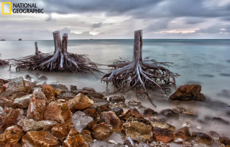 Tree stumps along the shoreline of American Memorial Park in the island of Saipan. The park is getting smaller every day. Topsoil is being washed by waves. These stumps used to be beautiful pine trees. (Photo and caption courtesy Mamang Sorbetero/National Geographic Your Shot) <br> <a href="http://ngm.nationalgeographic.com/your-shot/your-shot" rel="nofollow noopener" target="_blank" data-ylk="slk:Click here to see more from National Geographic Your Shot.;elm:context_link;itc:0;sec:content-canvas" class="link ">Click here to see more from National Geographic Your Shot.</a>