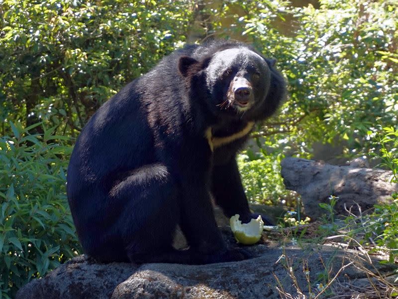 台北市立動物園的台灣黑熊「黑糖」即將滿12歲。（圖／台北市立動物園提供）