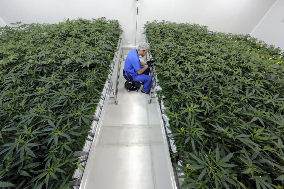 Thomas Uhle, grow manager, tends to marijuana plants growing at GB Sciences Louisiana, in Baton Rouge, La., Tuesday, Aug. 6, 2019. Today was the first day the marijuana, which was grown for medical purposes, was processed and shipped to patients in Louisiana. (AP Photo/Gerald Herbert)