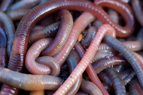 Most Worms Eaten 