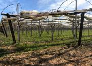 Grape vines for the Italia variety of grape are seen in Noicattaro, a major area of grape production in the southern Italian region of Puglia, Italy