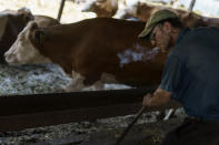 Oleksandr Piatachenko sweeps hay at the KramAgroSvit dairy farm in Dmytrivka, Donetsk region, eastern Ukraine, Wednesday, Aug. 10, 2022. With many jobs lost as businesses shuttered, the region has become little more than a theater of war where only around a quarter of a million inhabitants have resisted the government's pleas to evacuate. (AP Photo/David Goldman)