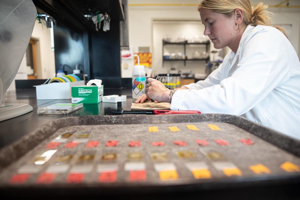 Maddi Piasecki, a lab technician, prepares oyster tissue samples to be tested for Dermo, a protozoan parasite oysters ingest from the water, at the Harte Research Institute's Coastal Conservation and Restoration Lab on Monday, Aug. 28, 2023, in Corpus Christi, Texas. Dermo is harmless to humans but can be lethal to oysters.