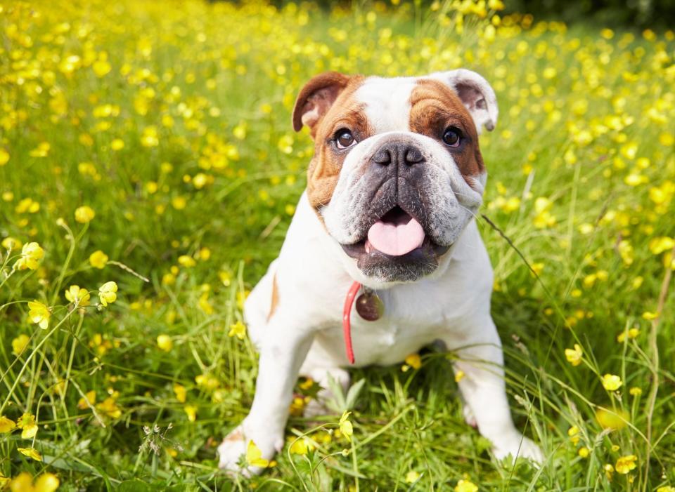 The British version of the bulldog is the sixth most taken dog in the UK - with 94 thefts. (Photo: Canva)