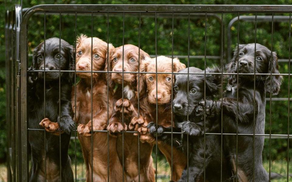 The puppies, one of whom was given to the Cambridges
