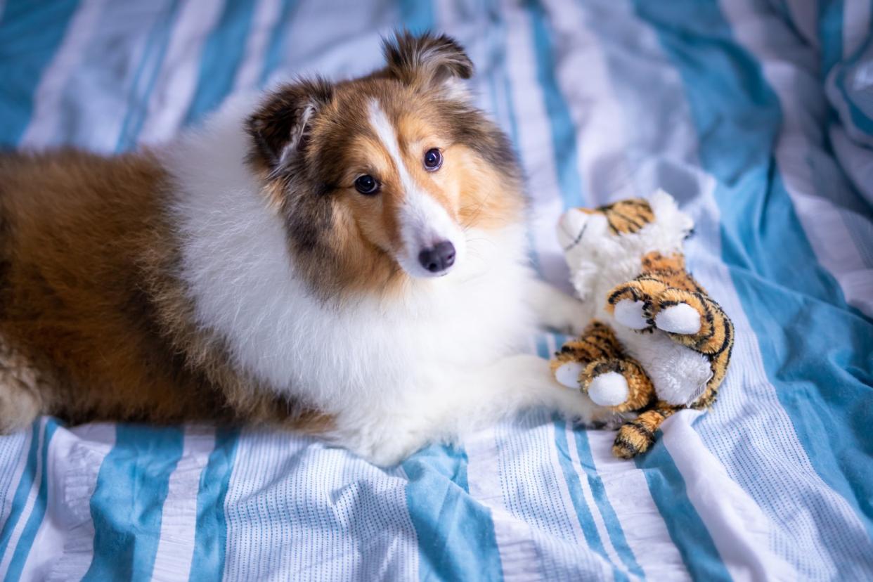 <span>Prince, a seven-year-old shetland sheepdog which went missing under Platinium’s care, remains missing as of 7 January, 2019. (</span>PHOTO: Elaine Mao/Facebook)