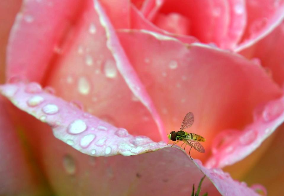 A hover fly lands on a rose covered with raindrops from a late spring shower at the west entrance to the University of the Pacific in Stockton on Jun. 8, 2017. The addition of the fly helps to ad some visual interest to the image.