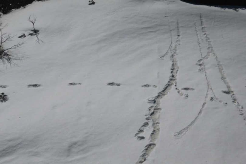印度軍方未解釋雪人怎麼會留下這些腳印。（圖／翻攝自ADG PI - INDIAN ARMY推特）