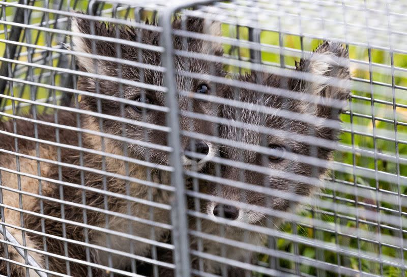 The Wider Image: Norway gives Arctic foxes a helping hand amid climate woes