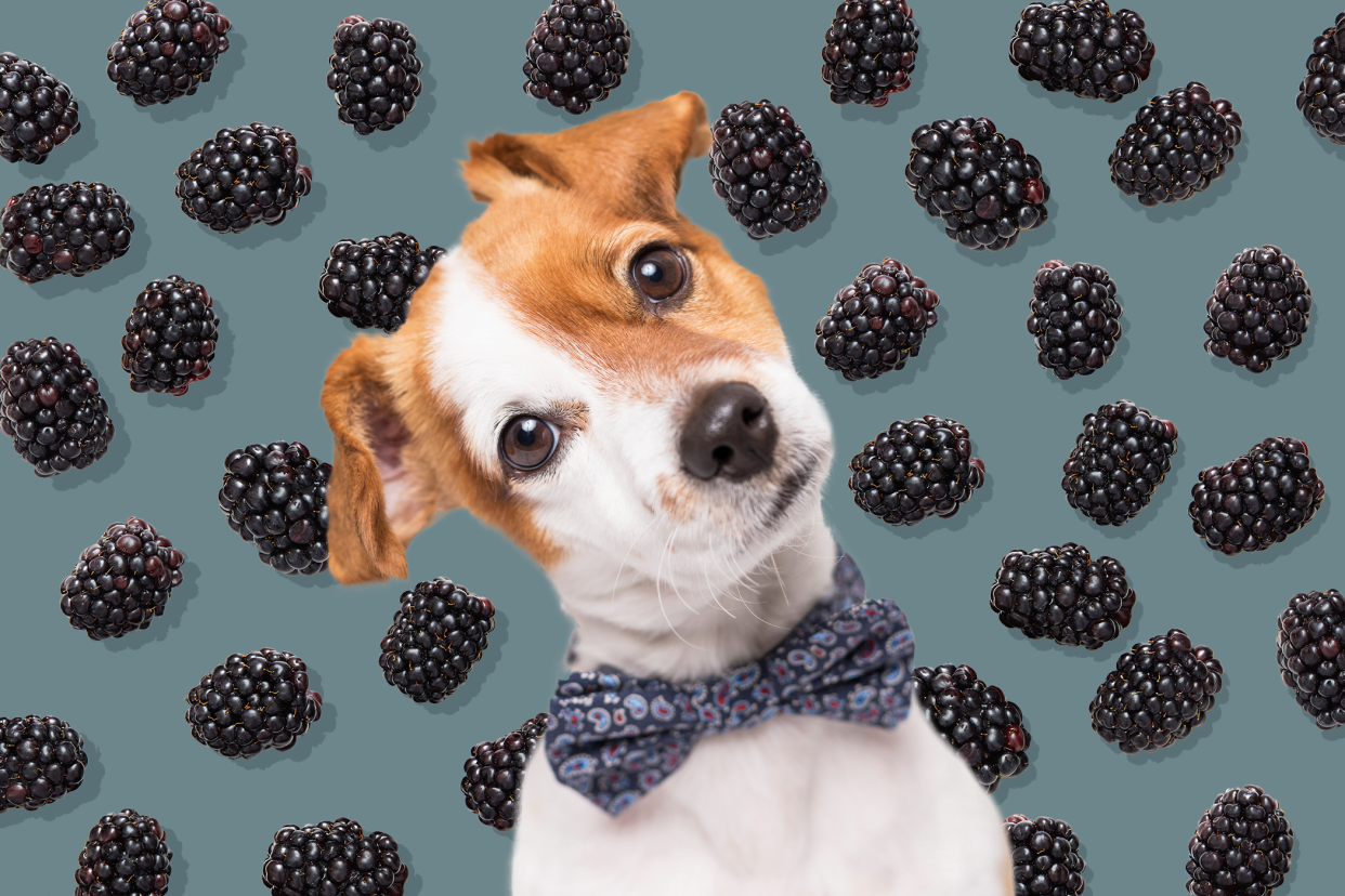 dog tilting his head in front of a background of blackberries