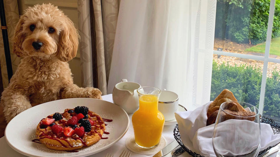 Dog at breakfast table, Four Seasons Hampshire