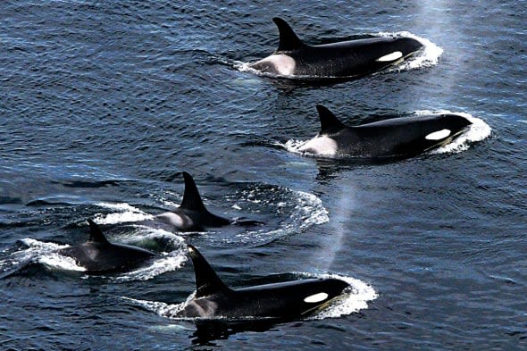 Pod of killer whales apparently attacked Japanese whaling crew swallowing one whole