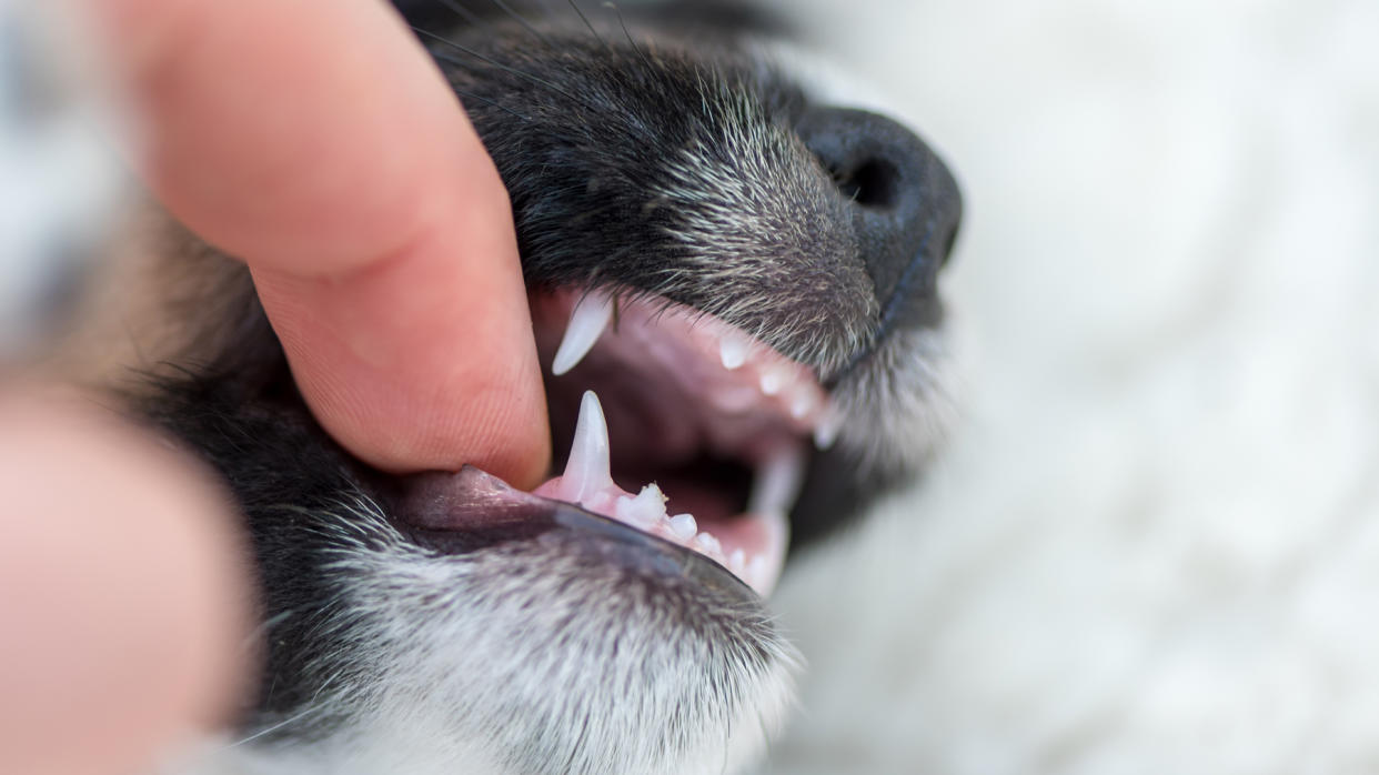  Dog biting on a finger 