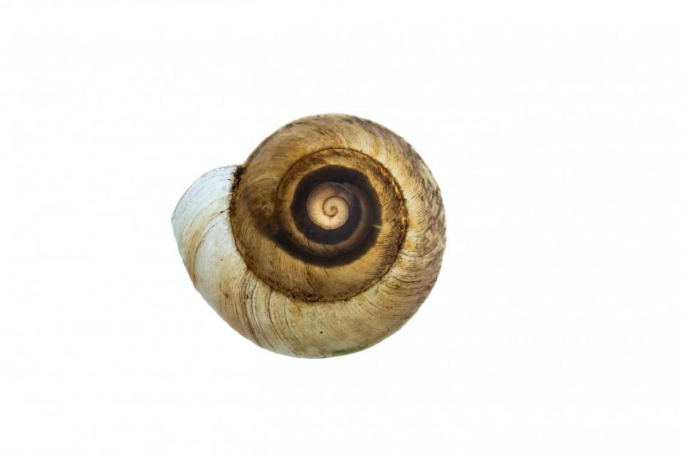 The snails’ have “solid light tan” shells, researchers said.