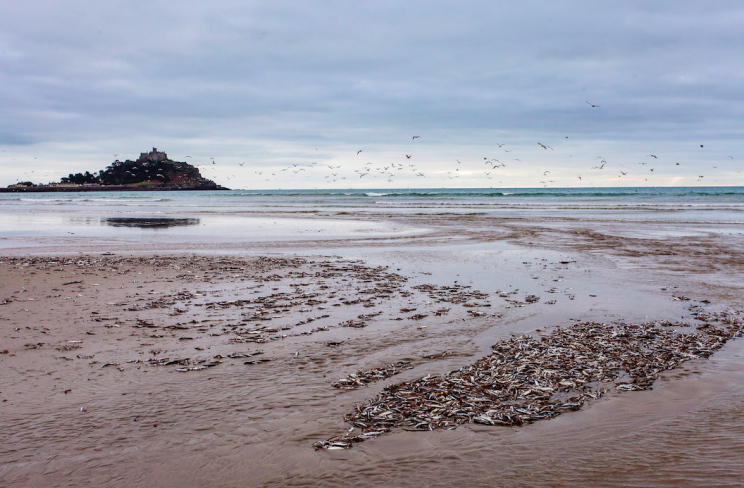 Mystery: The dead fish stretched out for as far as the eye could see (Caters)