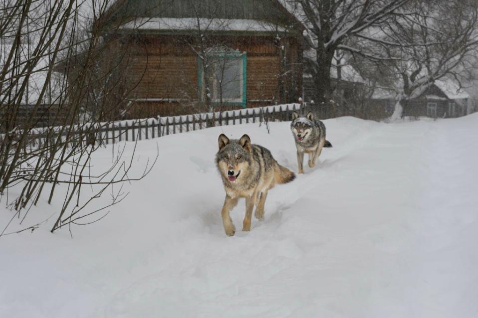 The Chernobyl wolves’ immune systems appeared different than normal wolves’ — similar to those of cancer patients going through radiation treatment, the researchers found. adventure – stock.adobe.com