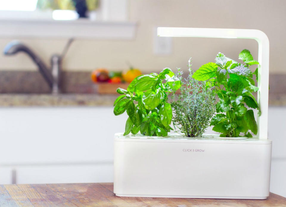 <body> <p>A great gift for any culinary enthusiast with a brown thumb, the Click & Grow Indoor Smart Herb Garden makes growing basil, mint, and many other fresh herbs incredibly easy. Virtually maintenance-free, it provides proper lighting and water daily, cultivating a bounty of fresh herbs that will take your lucky giftee's meals to the next level. <em>Available on <a rel="nofollow noopener" href=" http://www.amazon.com/Click-Grow-Indoor-Garden-Cartridges/dp/B00ZFXFXZ4/?_encoding=UTF8&camp=1789&creative=9325&keywords=click%20and%20grow&linkCode=ur2&qid=1448400945&sr=8-1&tag=bovi01-20&linkId=ONV5FHRRHYWJDPIS" target="_blank" data-ylk="slk:Amazon;elm:context_link;itc:0;sec:content-canvas" class="link ">Amazon</a>; $60.</em> </p> <p><strong>Related: <a rel="nofollow noopener" href=" http://www.bobvila.com/slideshow/12-tiny-gardens-you-can-grow-on-a-tabletop-48146/indoor-garden-how-to-build-a-terrarium?bv=yahoo" target="_blank" data-ylk="slk:12 Tiny Gardens You Can Grow on a Tabletop;elm:context_link;itc:0;sec:content-canvas" class="link ">12 Tiny Gardens You Can Grow on a Tabletop</a> </strong> </p> </body>