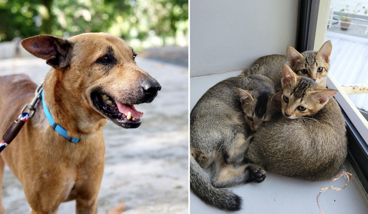 Satay (left) and Zendaya, Tom Holland and Catto (right), fostered animals who have been adopted