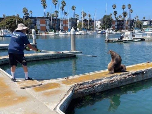 A Channel Islands Marine & Wildlife Institute volunteer attempts to rescue a 400-pound adult sea lion after it was found with a knife in its face in Santa Barbara County, California.