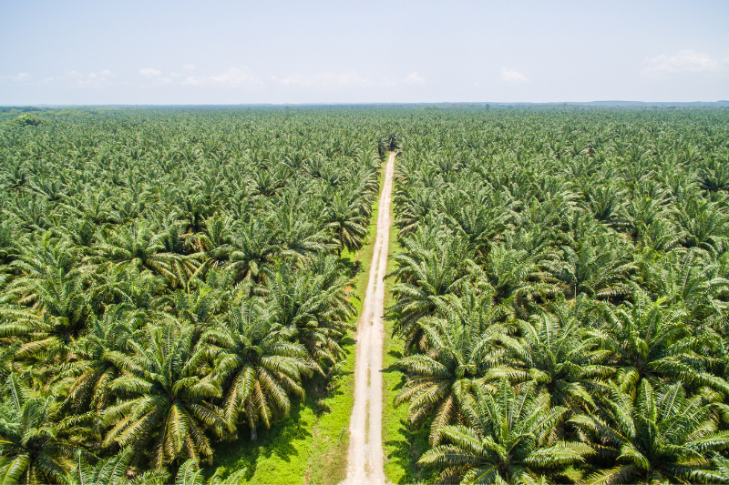 Palm Oil Plantation