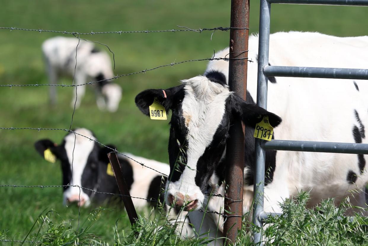 The U.S. Department of Agriculture is ordering dairy producers to test cows that produce milk for infections from highly pathogenic avian influenza (HPAI H5N1) before the animals are transported out of state. (Justin Sullivan/Getty Images - image credit)