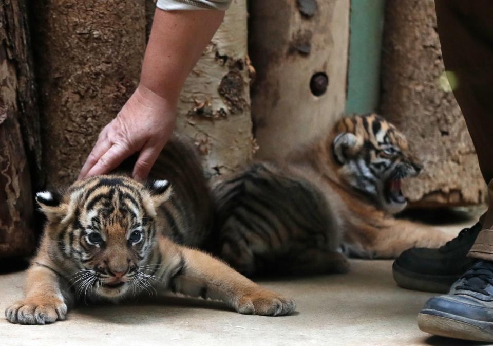 2017年11月14日，捷克布拉格動物園的2隻馬來亞虎幼崽。美聯社