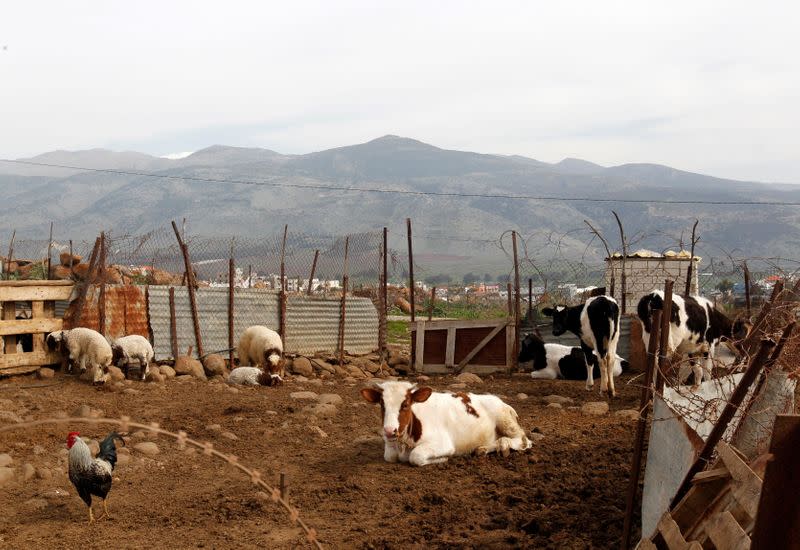 Herds of cattle are pictured in the village of Wazzani