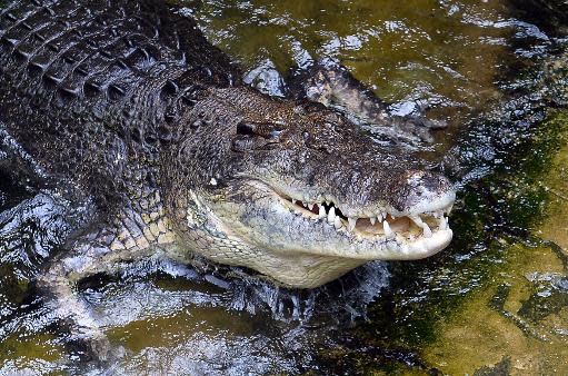 Australia renuncia a los safaris de cocodrilos