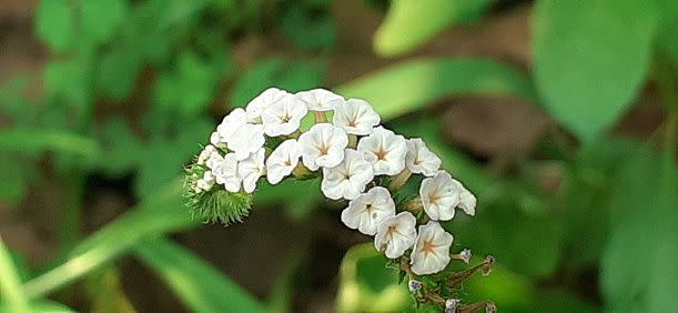 white flowers and flower names