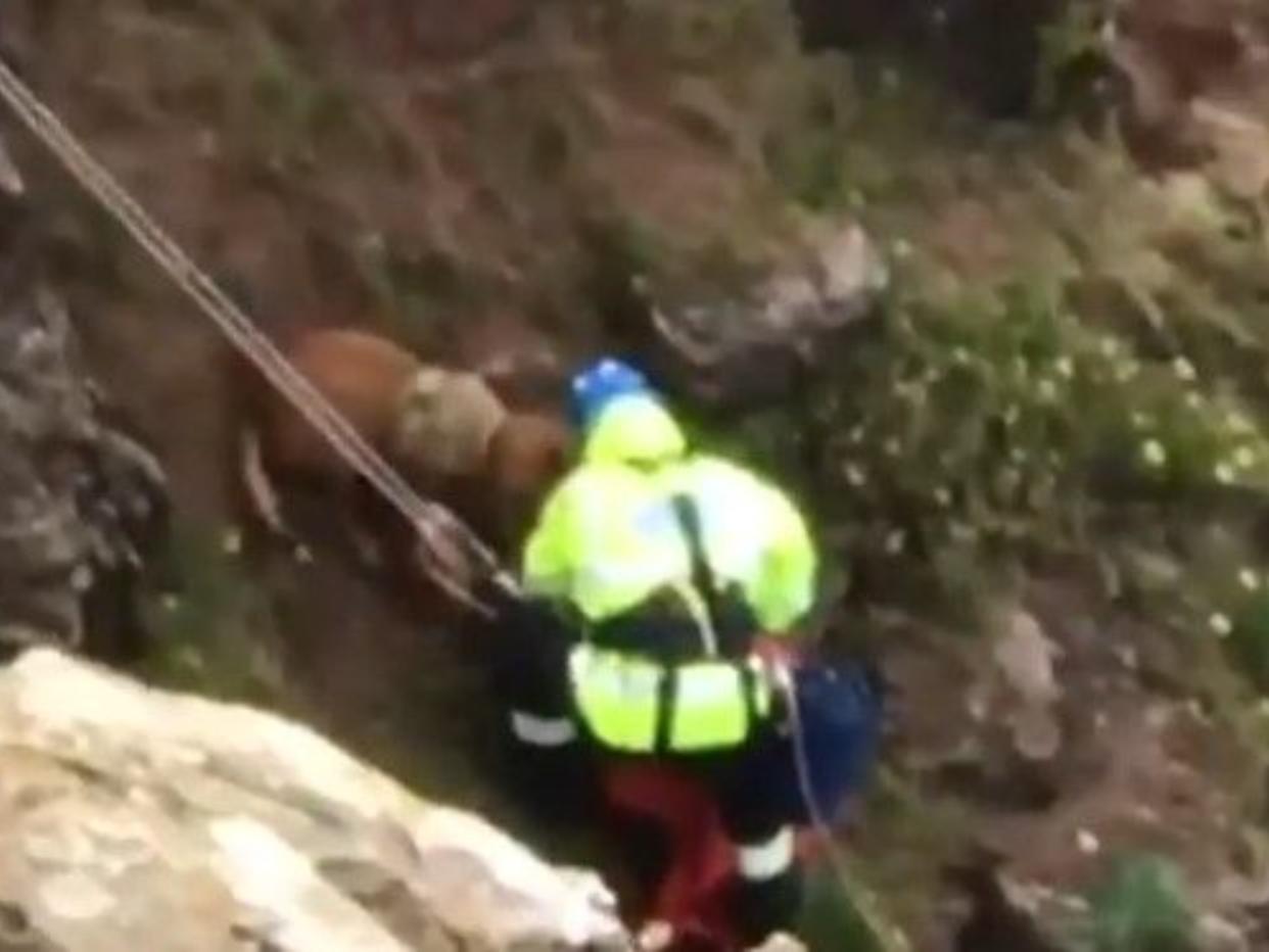 Labrador Rufus was found unhurt on a cliff face at Hope Cove beach, South Devon. (SWNS)