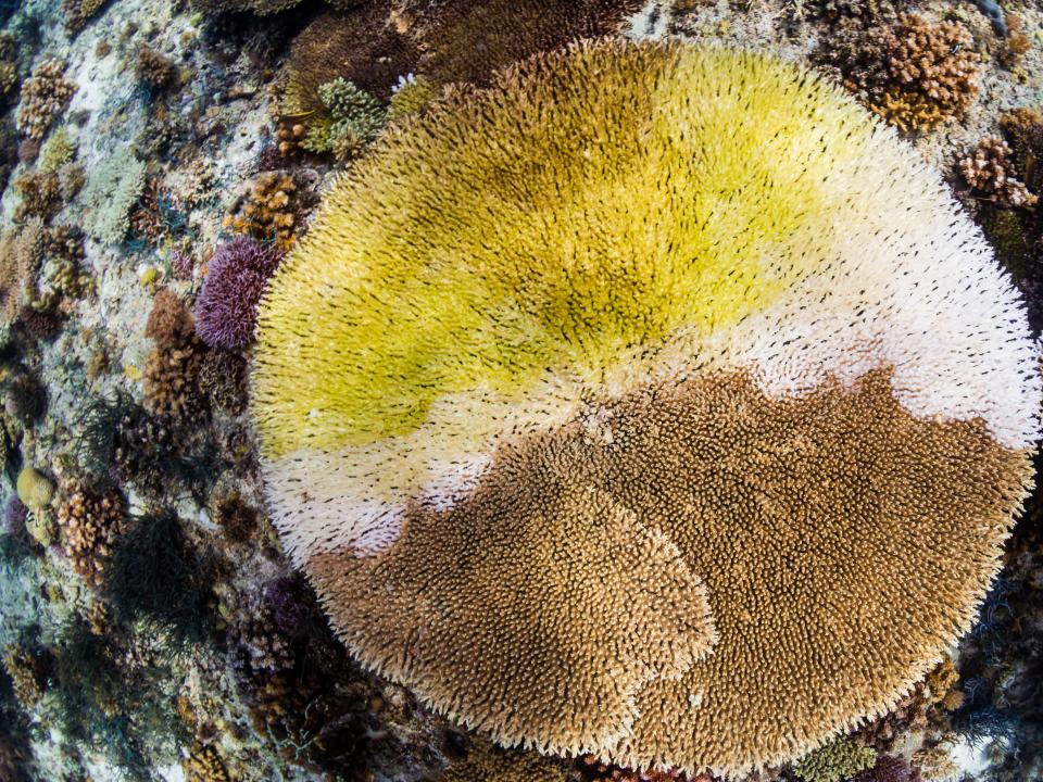 Large table coral dying off the coast of the Solomon Islands