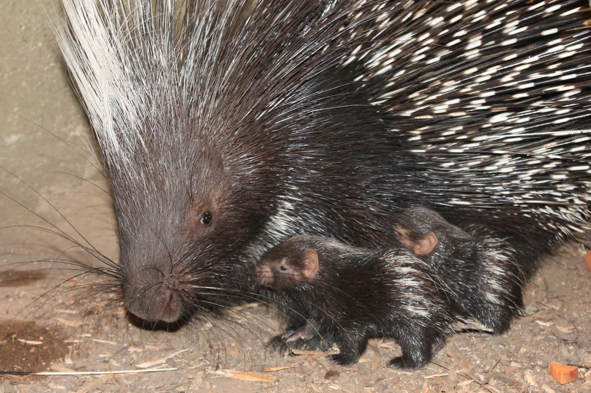 Two ‘porcupettes’ have been welcomed by keepers at London Zoo  (ZSL London Zoo)