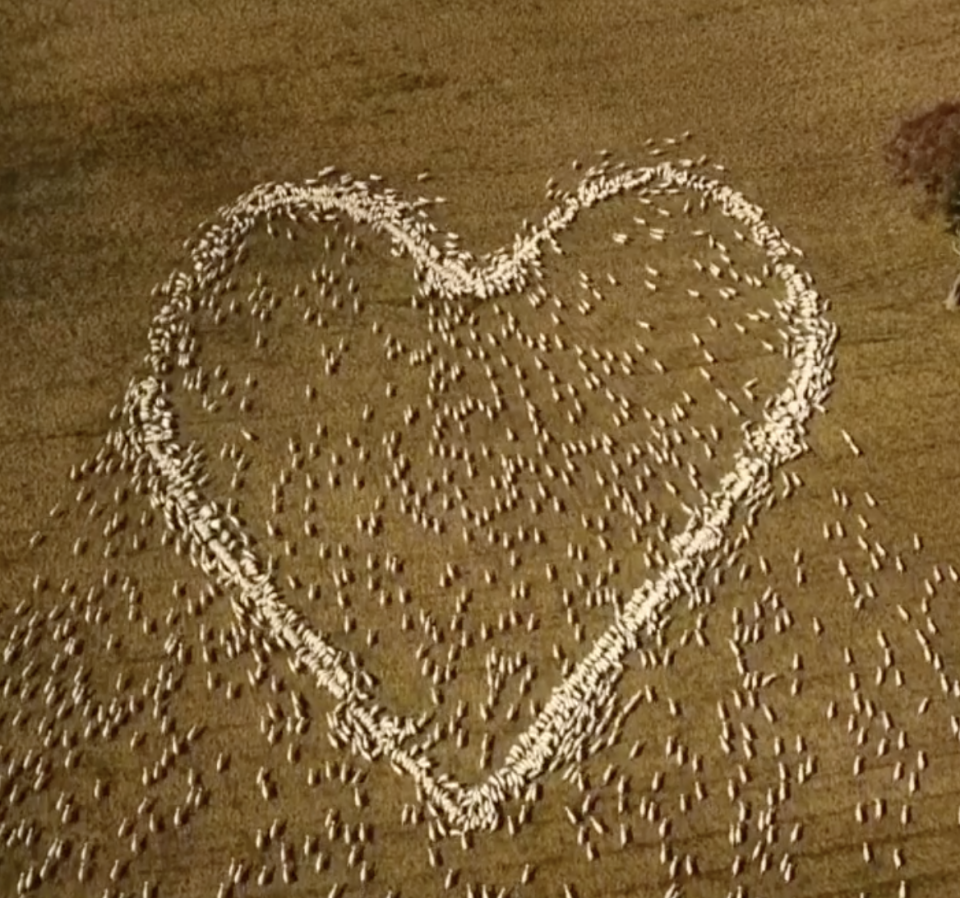 Hundreds of sheep can be seen flocking to grain placed in the shape of a love heart.