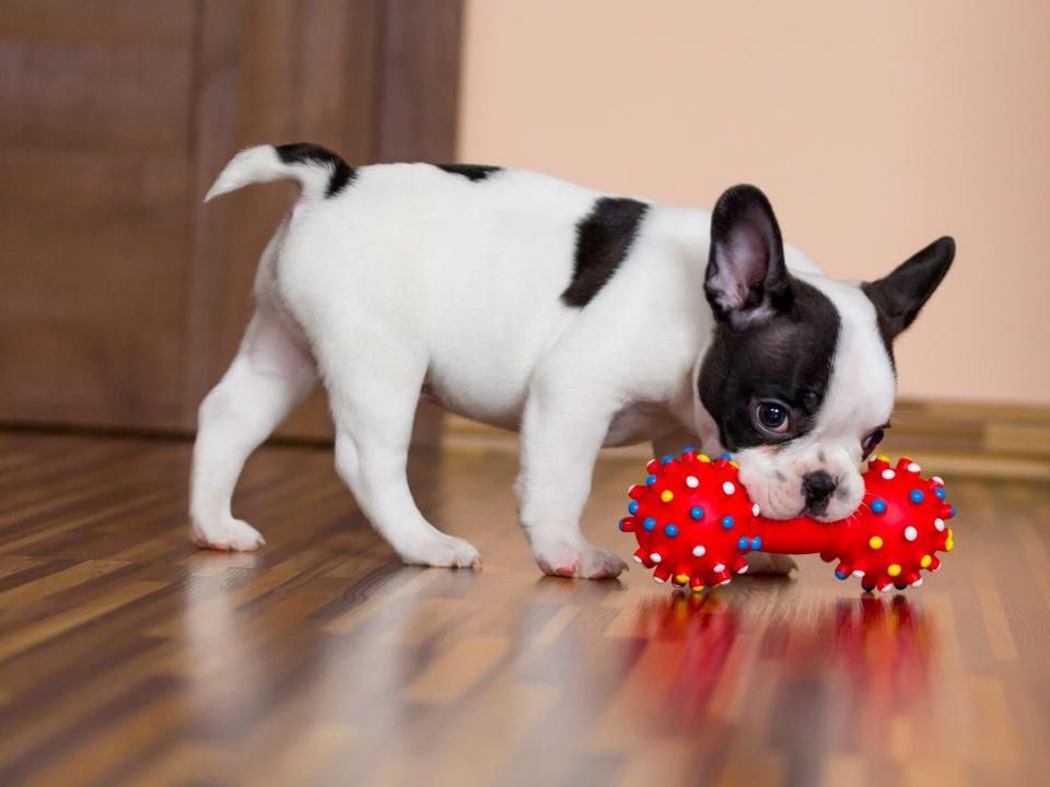 french bulldog puppy with toy