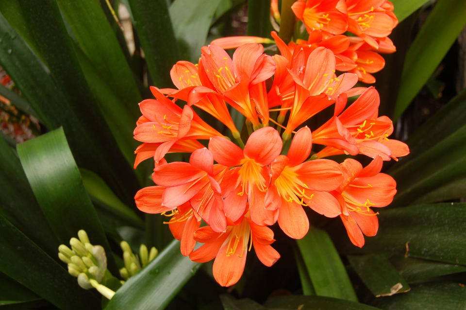 A container garden is the ultimate accessory for your porch, patio, or doorstep. These plants will keep you in style, even in the shade