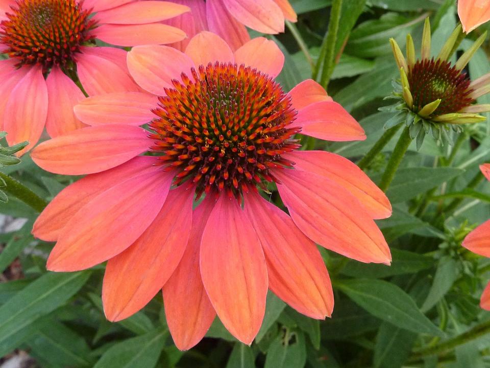 Coneflowers, including this Echinacea ‘Cheyenne Spirit’ will be for sale at UD’s Botanical Gardens.