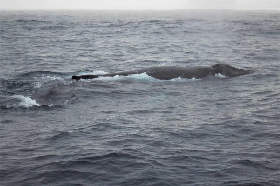A humpback whale takes a breath before plunging under water in the Pacific Ocean near the Morro Bay wind energy area on March 12, 2023.