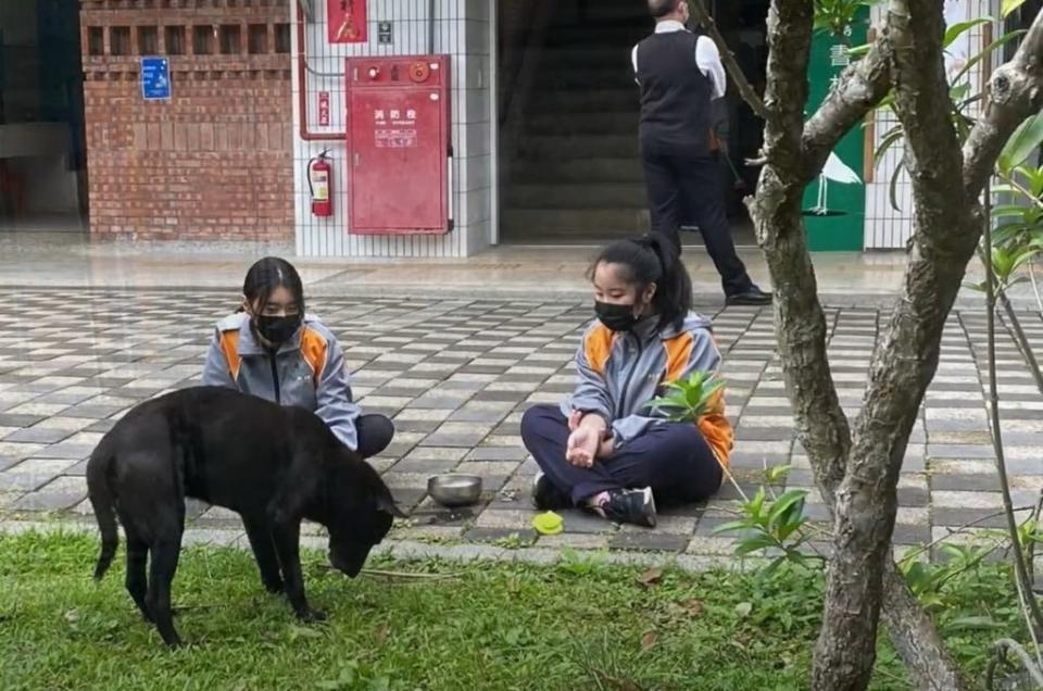 流浪犬小黑轉型成為坪林實中校園犬，牠在校園裡與學生互動良好，深受喜愛。（坪林實中提供）