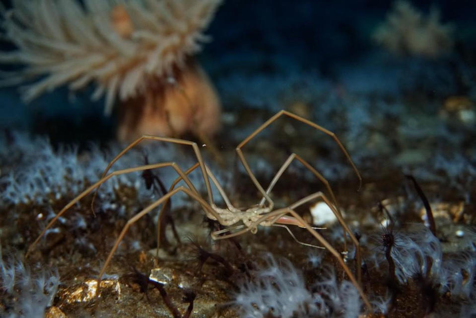 A sea spider on the seafloor. <cite>Timothy R. Dwyer (PolarTREC 2016)/ARCUS</cite>