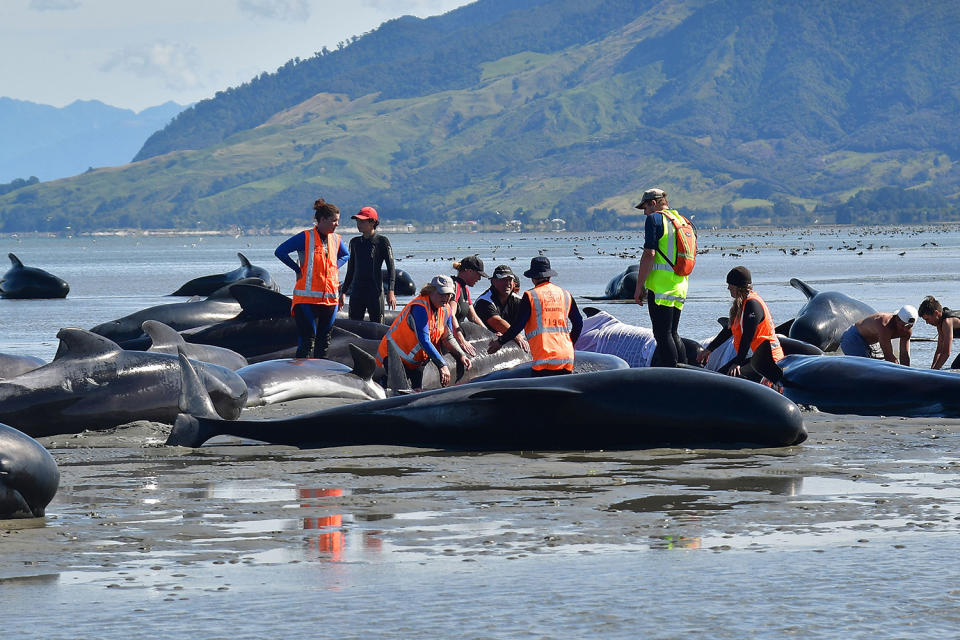 New Zealand whale stranding