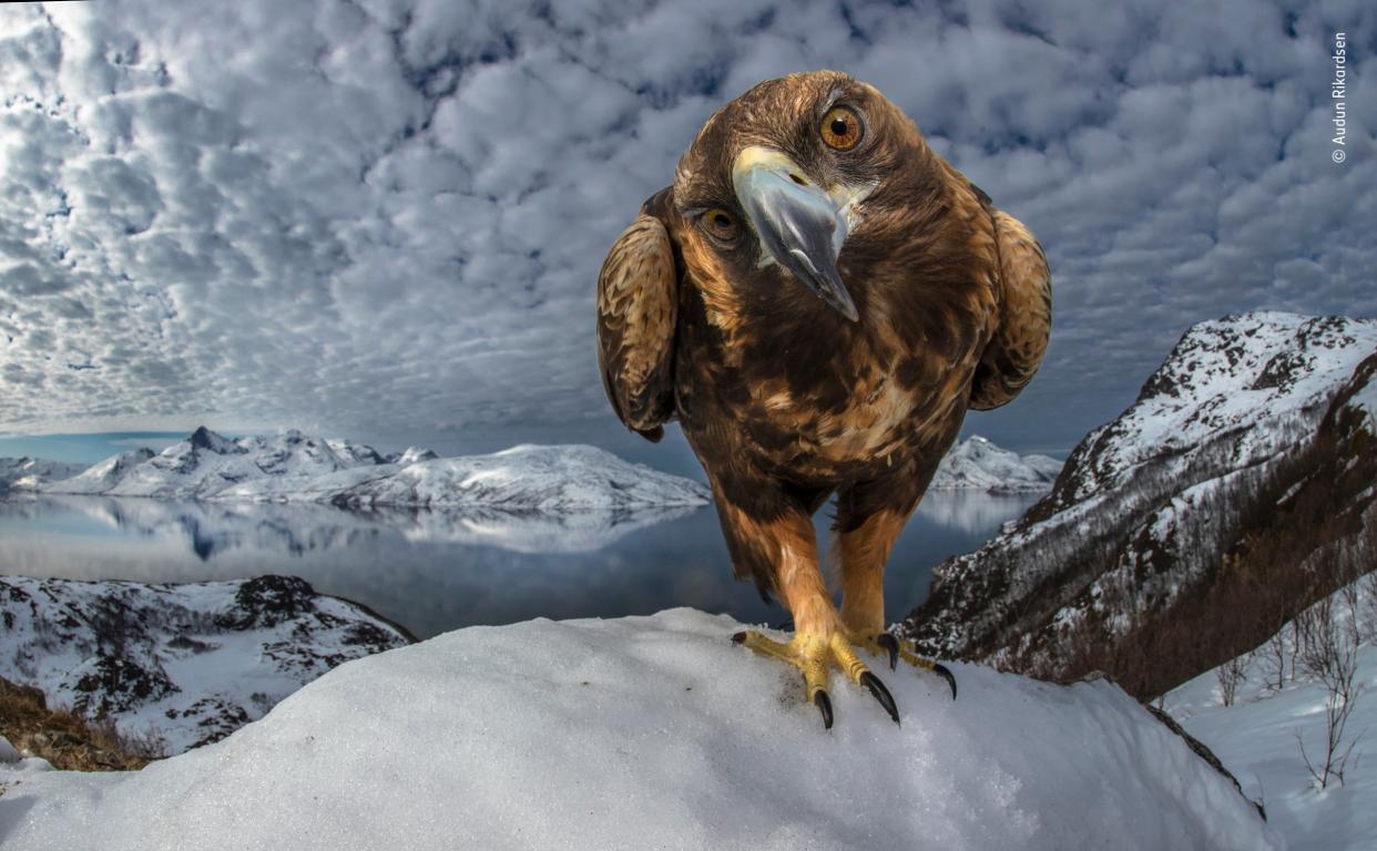 Audan Rikardsen/Wildlife Photographer of the Year