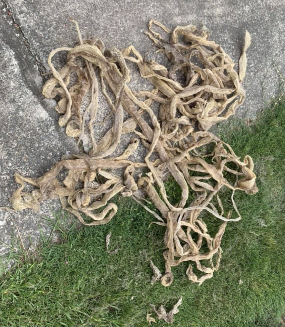 A pile of snake skins is pictured.