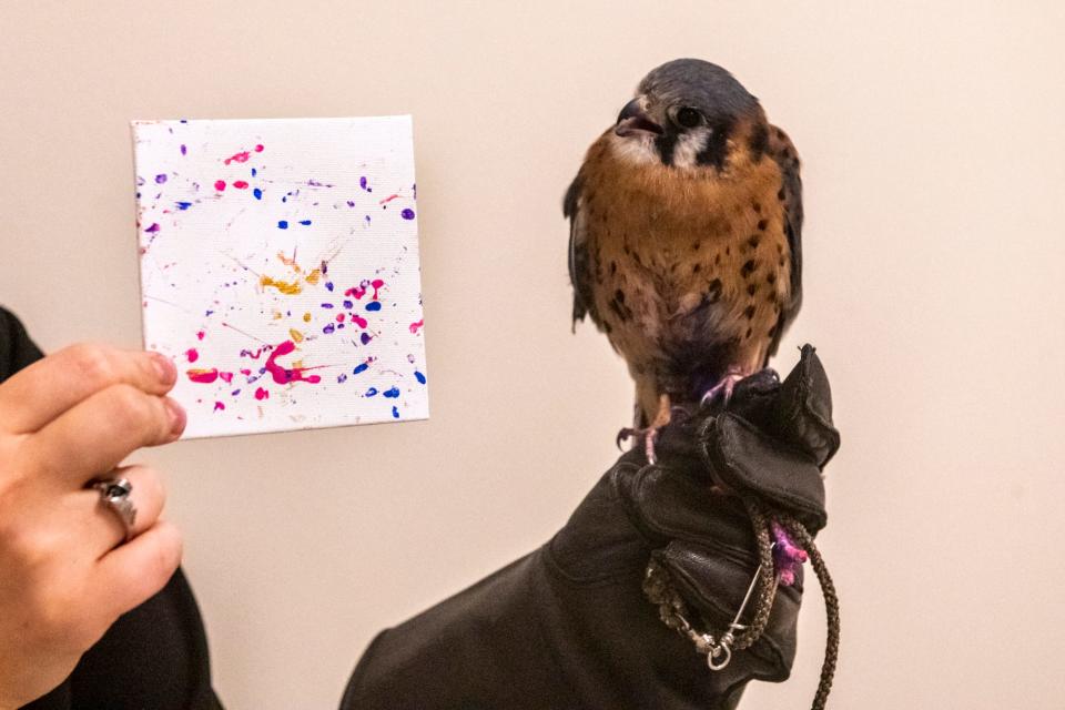 Ferrisburgh, an American Kestrel bird ambassador at the Vermont Institute of Natural Science, poses with a painting he made with his feet.