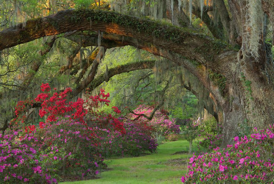 5) Magnolia Plantation & Gardens