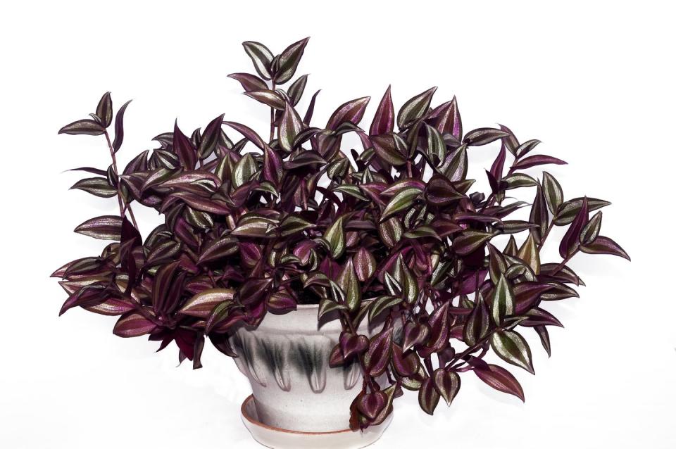 19) Tradescantia zebrina