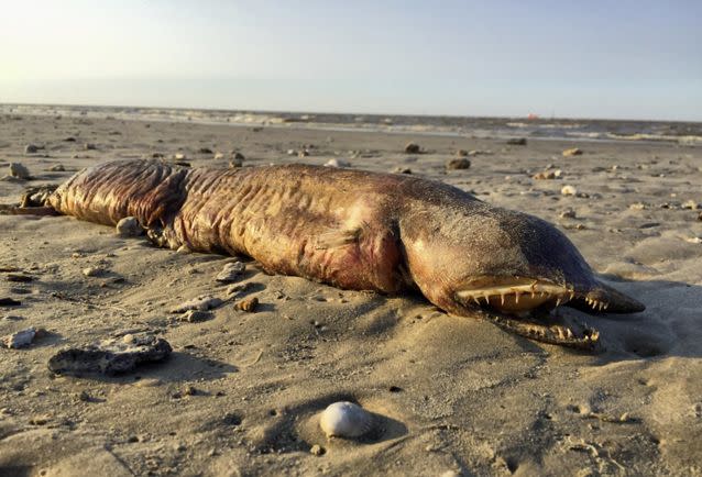 The eyeless, fanged fish that was found washed upon the shore near Houston. Source: Twitter/Preeti Desai