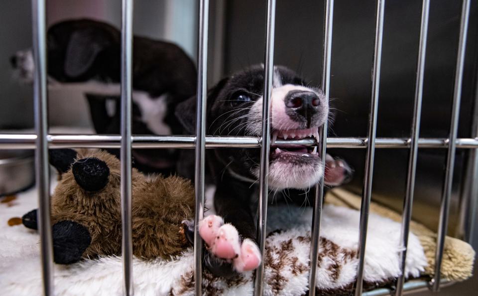 Sibling puppies play inside their kennel at the Cape Coral Animal Shelter. The shelter opened on March 19, 2020, and will celebrate its anniversary with tours, refreshments, and of course, rescued pets.