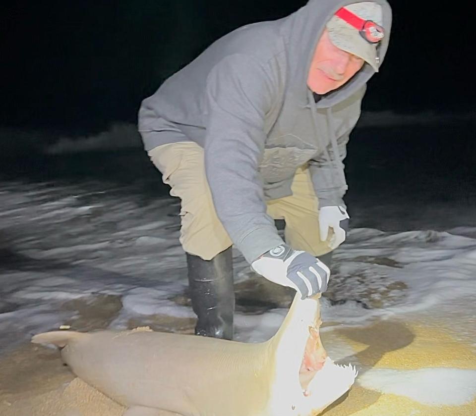 This sand tiger shark was caught and released during the NSB Shark Hunters' recent "Shark-a-palooza" event.